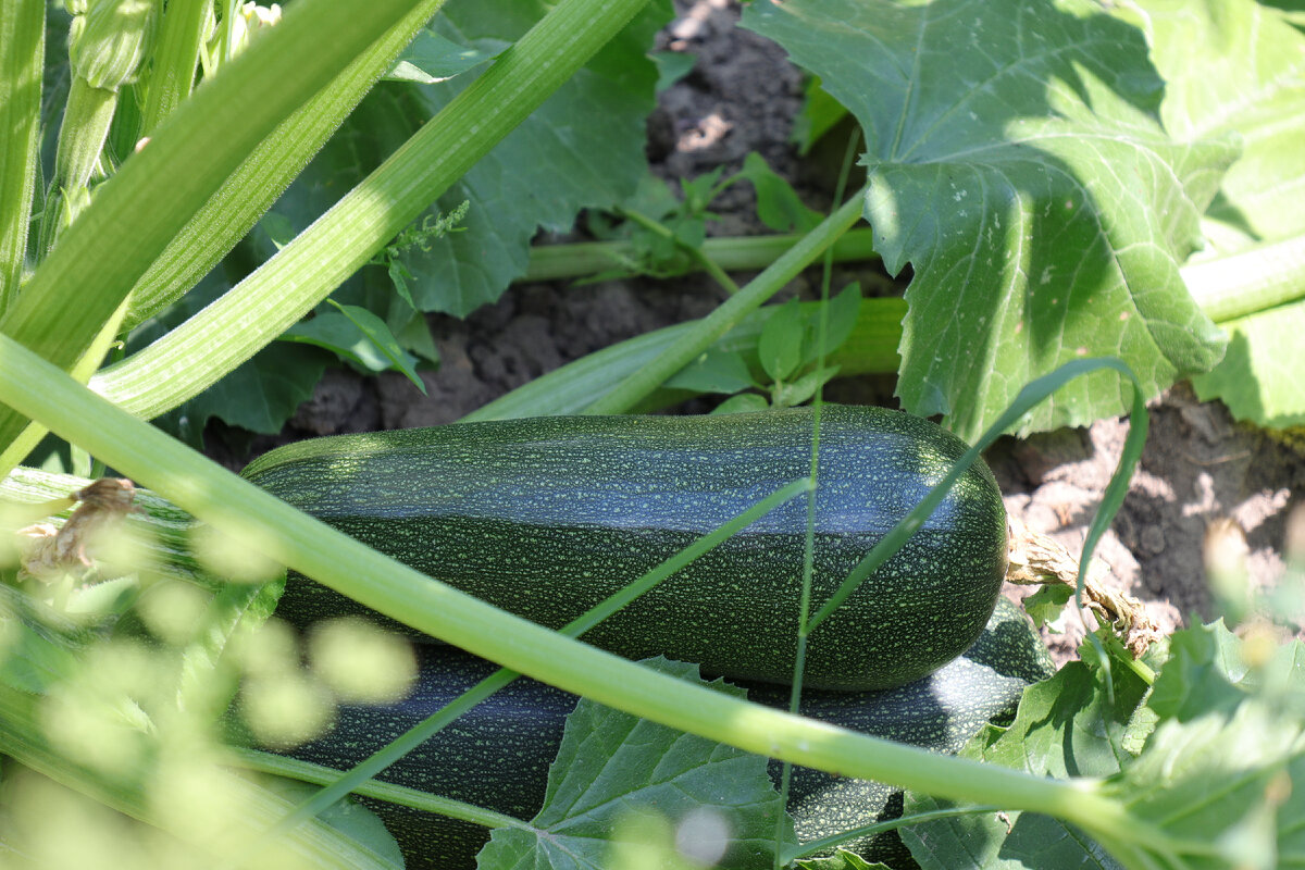 Кстати, в 16 веке в Европе кабачки в пищу не употребляли, а разводили в оранжереях как заморскую диковинку