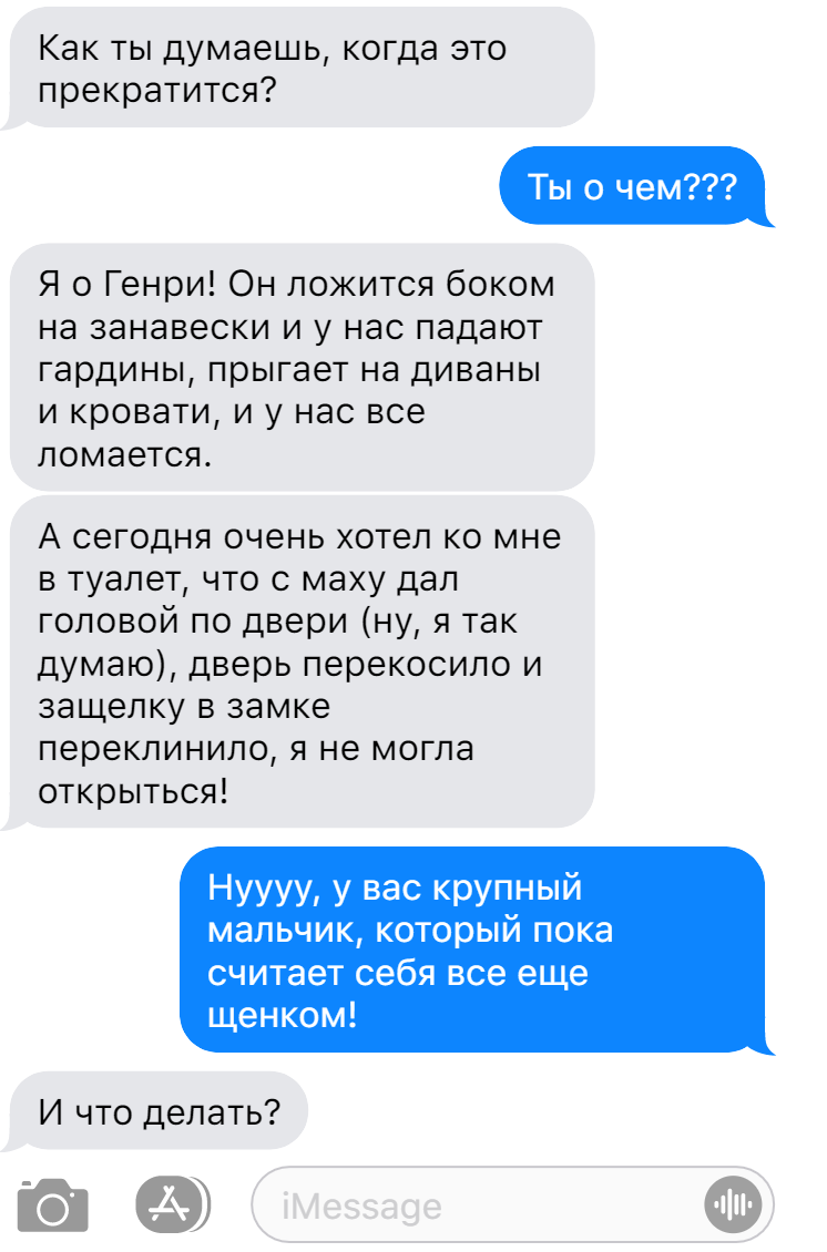 Записки ветеринара. Смешные смс переписки с хозяевами сенбернаров | СобачьЯ  жизнь | Дзен