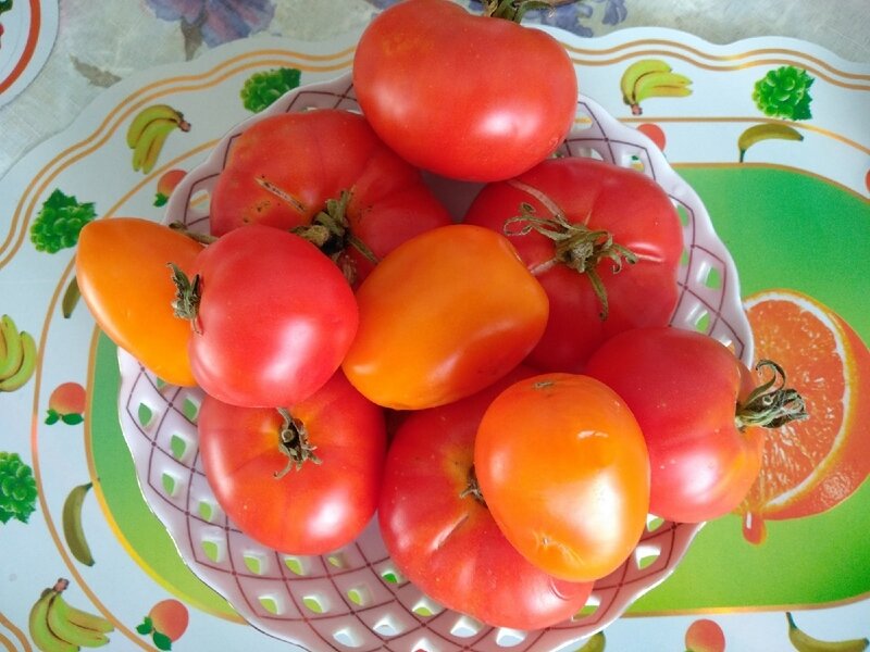 Ранний 83 томат описание отзывы. Огородное изобилие помидоры. Томат изобилие. Огородное изобилие томат ранний 83 томат хурма. Томат изобилие фото.
