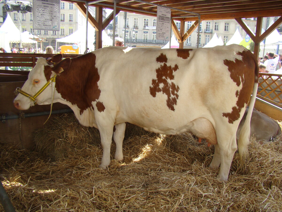 Монбельярдская порода коров (монбельярд) — порода крупного рогатого скота, выведенная во Франции. Данные особи относятся к элитному виду скота. Всего насчитывают около 1 млн.500 тыс.