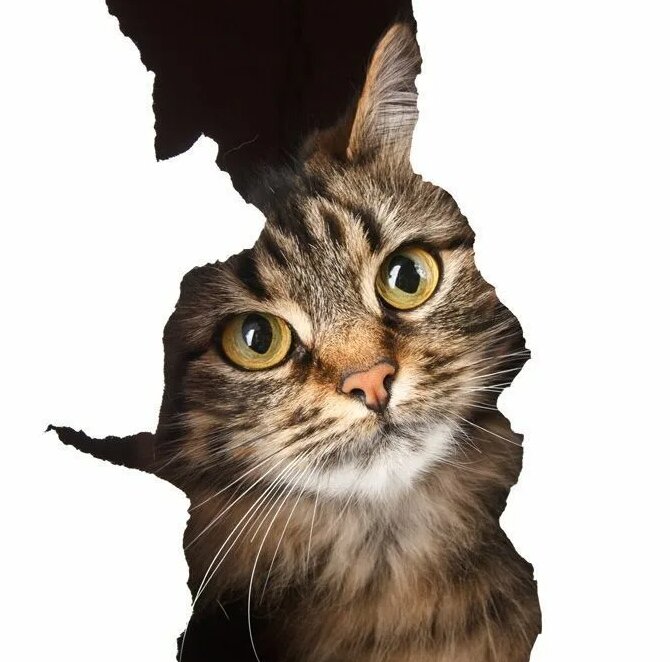 Европейская короткошерстная кошка