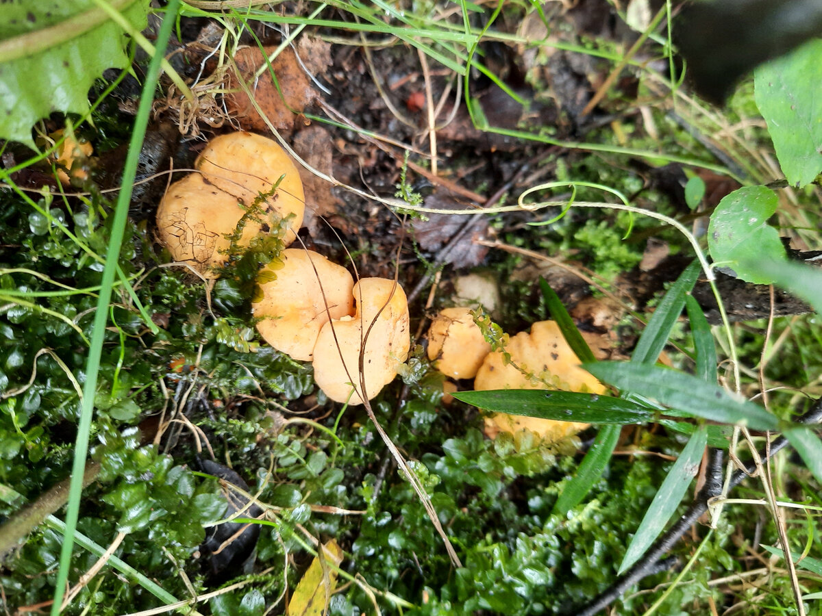 Молоденькие лисички полезли.
Фото автора