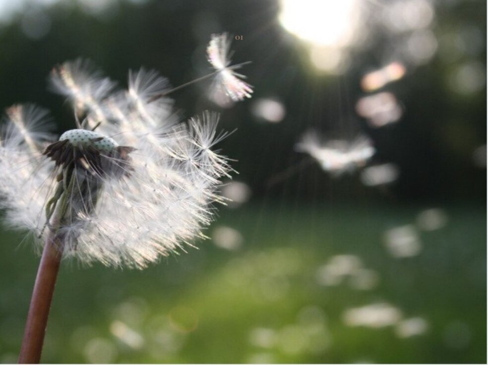 бесплатные источники 