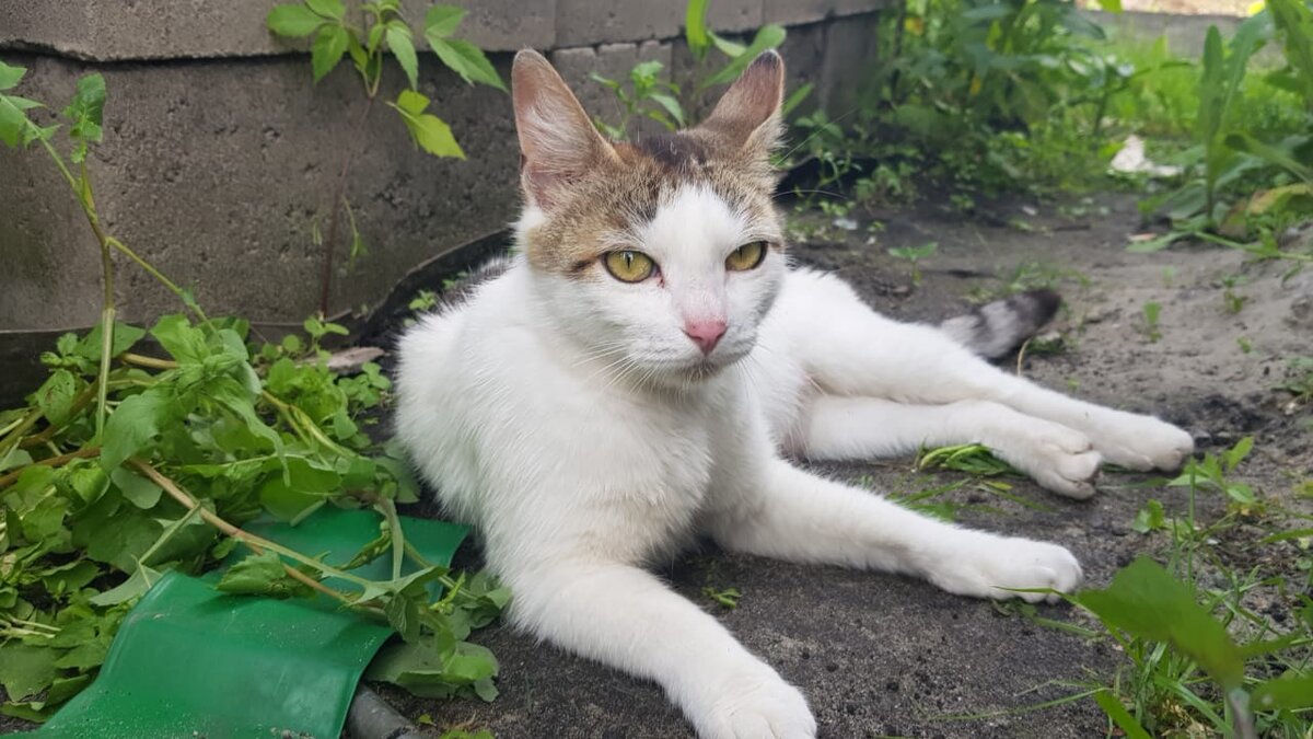 Мама котяток