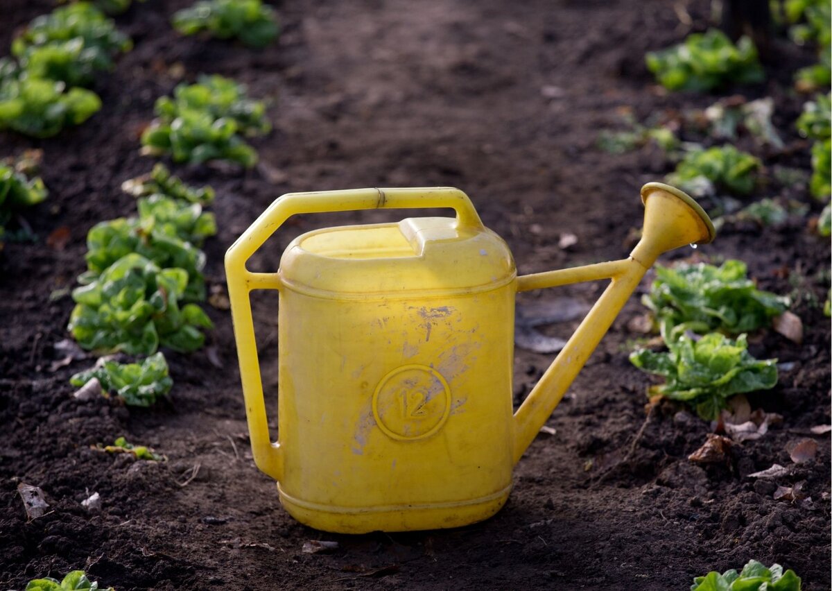 Не забываем пролить почву грунтовых теплиц дезинфицирующим раствором. Фото Canva