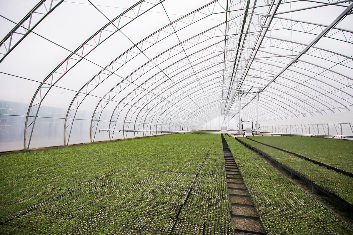 Каждый сеянец растет в индивидуальной кассете, что позволяет сохранить корневую систему при доставке