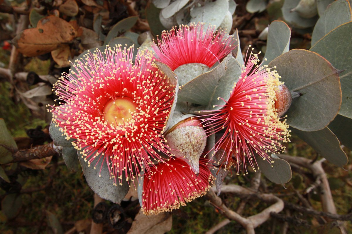 Eucalyptus rhodantha