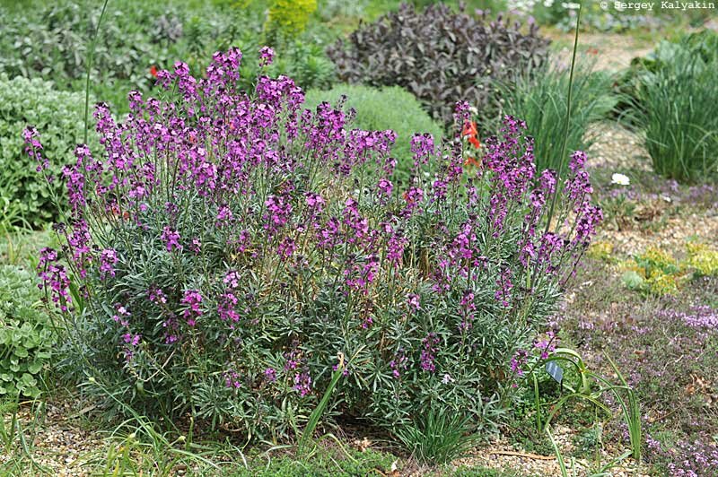 Bowle's Mauve