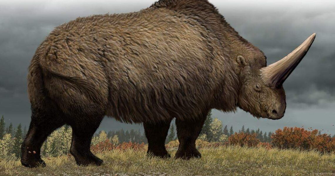 Пять миллионов лет тому назад Носорог появился в России. К сожалению, предок Носорогов не дожил до наших дней, из-за естественного отбора в Дикой природе.