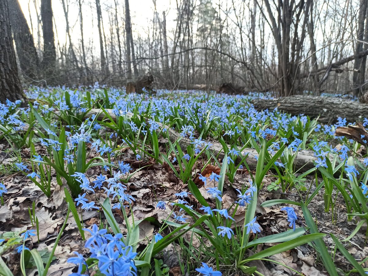 Первые весенние цветы в лесу синие