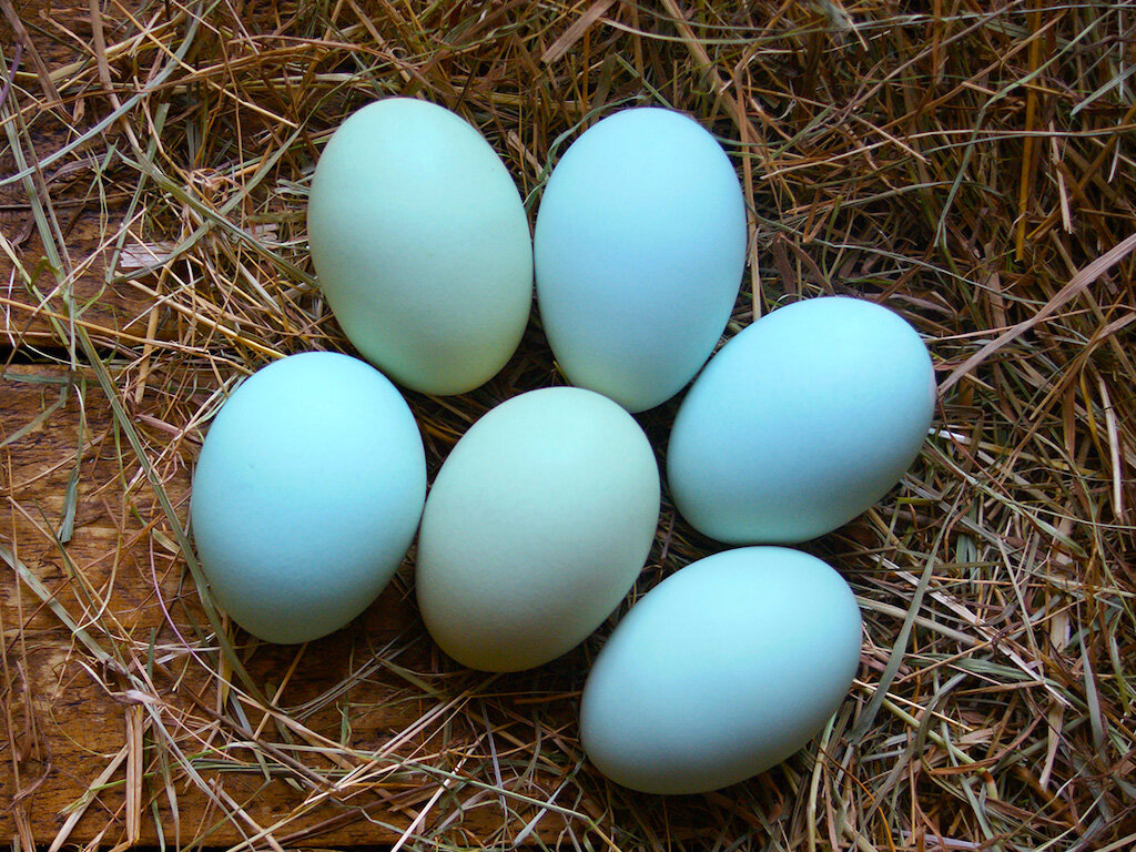 Куры которые несут цветные яйца породы. Голубые яйца. Яйцо синее. Голубые яйца куриные. Куры несущие голубые яйца.