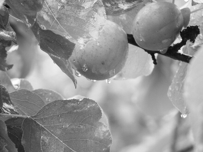 Ветка с абрикосами. Фото из открытых источников