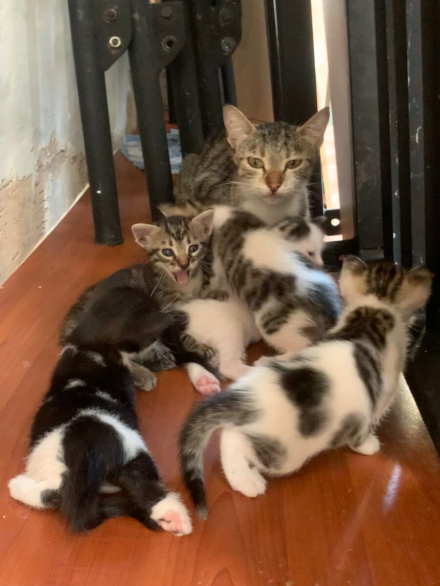 Блохастики.