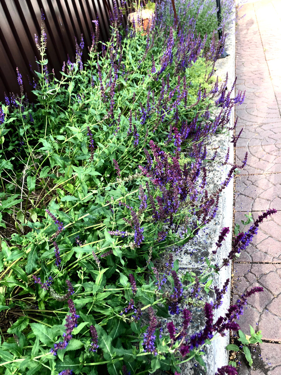 Шалфей дубравный 