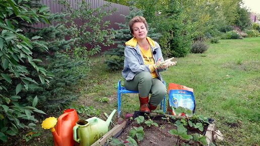 УДОБРЕНИЕ ДЛЯ ХОРОШЕЙ ЗИМОВКИ! _ Подкормка растений осенью, не забудьте внести эти удобрения