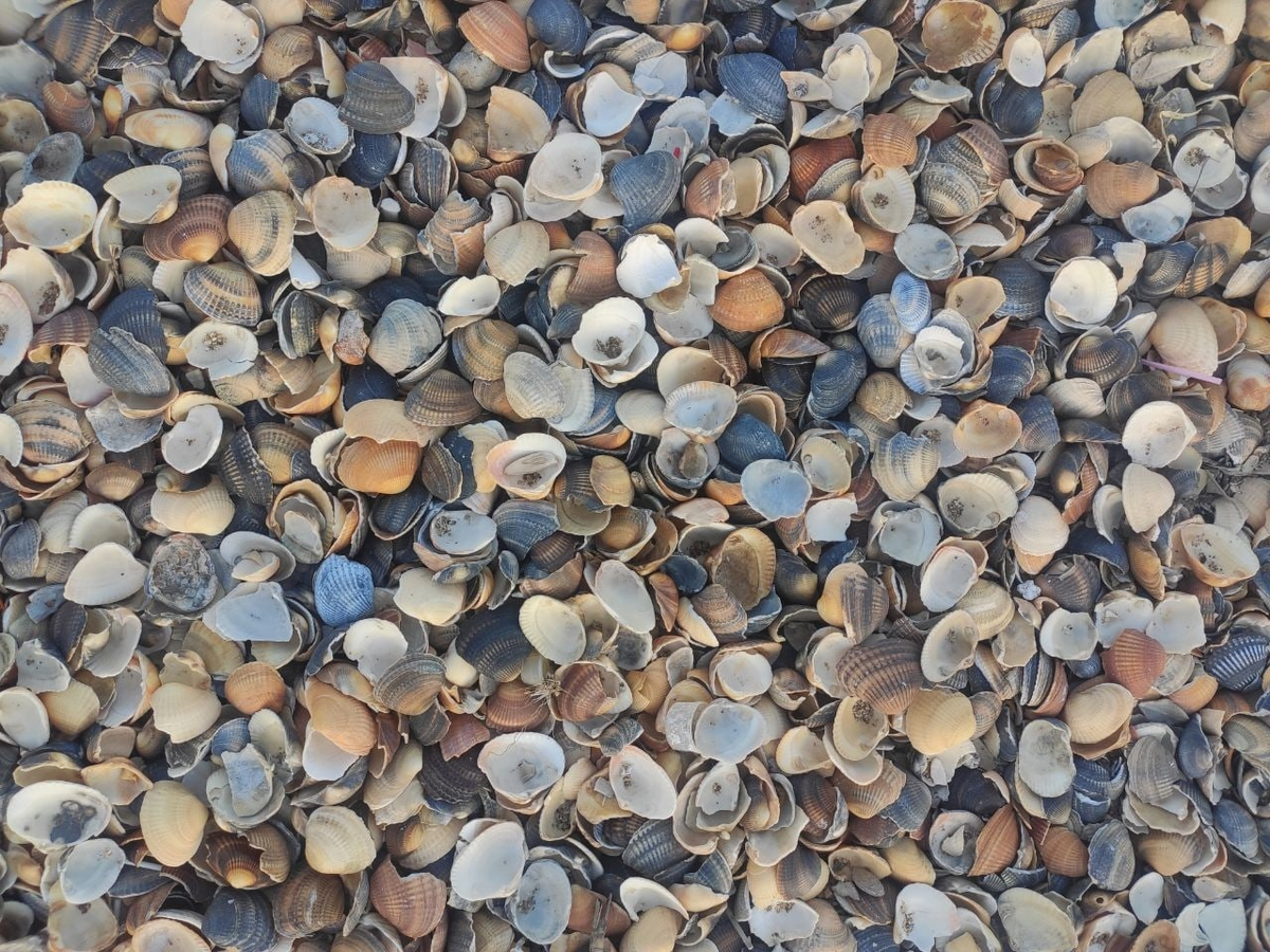 Ракушки на берегу Каспийского моря в Махачкале