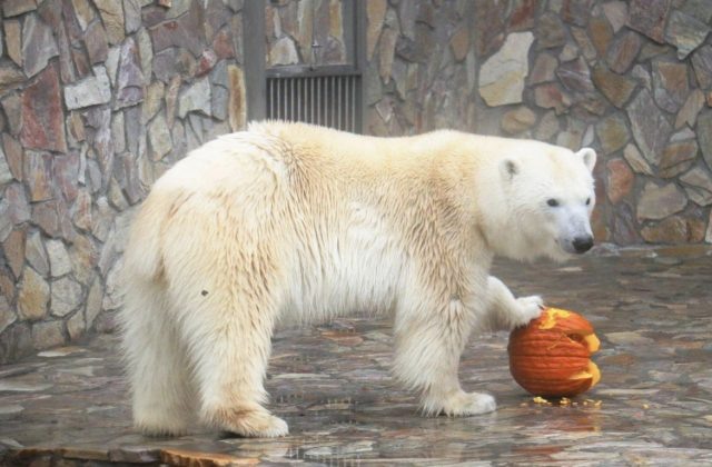 Фото: сайт Ленинградский зоопарк