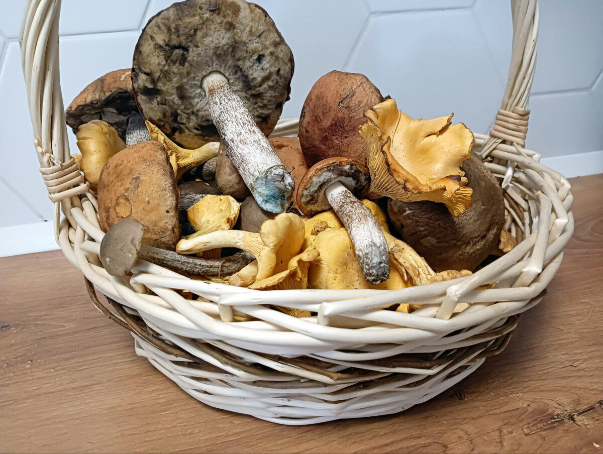 Некоторые грибы могут посинеть на срезе. Это не означает, что гриб ядовит