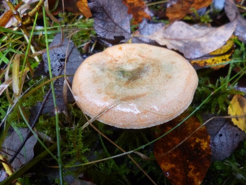 Еловый рыжик (блестит от дождика)