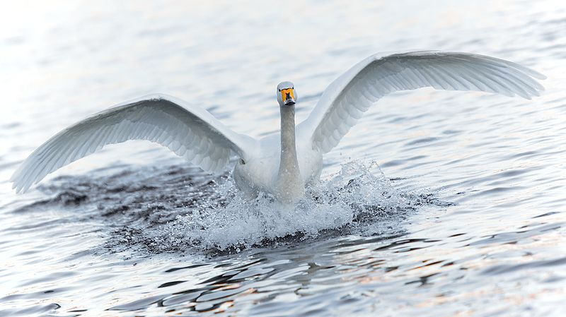 Крылья лебедя (58 фото) | Swan