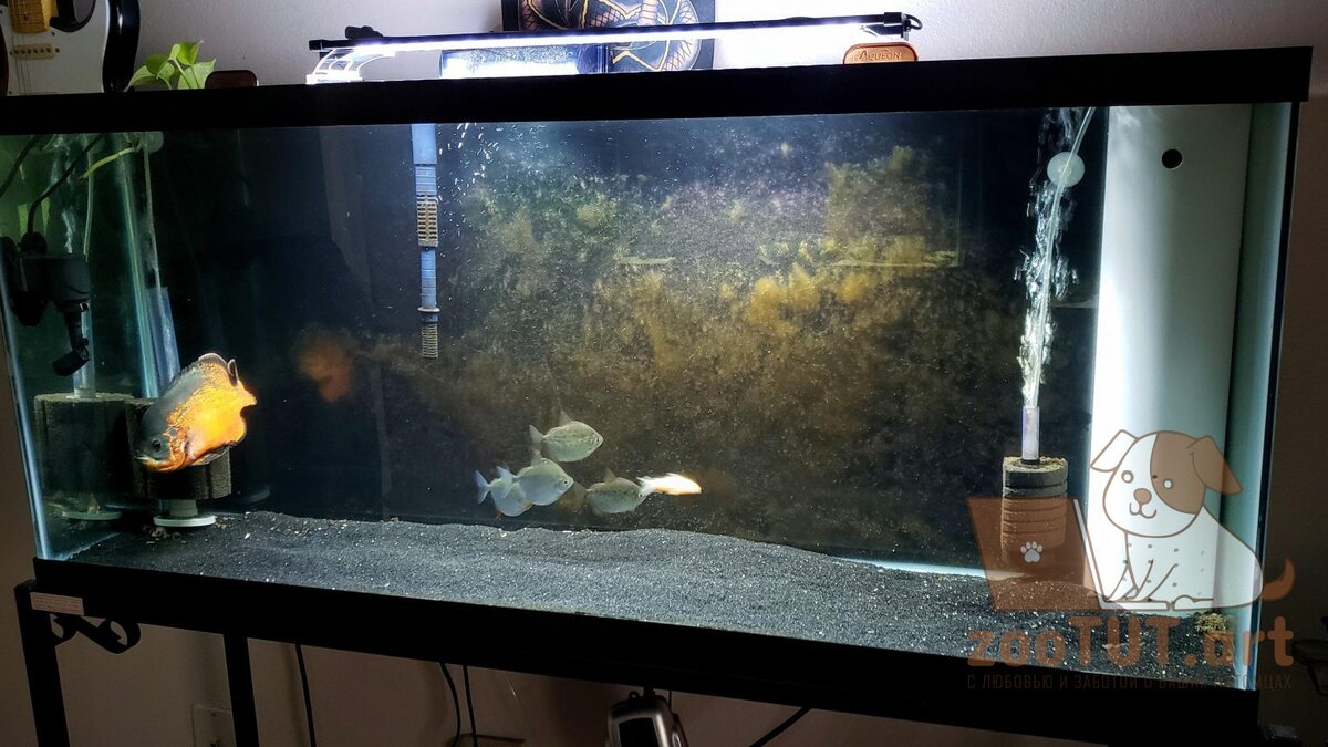 Не рекомендуется выключать аквариумный фильтр каждую ночь. Фильтр играет ключевую роль в здоровье вашего аквариума, и отключение его на несколько часов может в конечном итоге привести к проблемам. 
Конечно, вы, вероятно, знаете, что фильтр удаляет из воды мусор, такой как не съеденные и разлагающиеся продукты, рыбные отходы и мертвые растительные остатки. Убрать этот мусор оттуда жизненно важно, но это только одна из важных задач, выполняемых вашим фильтром.

Знаете ли вы, что в вашем аквариуме живут колонии бактерий, которые превращают токсичные химические вещества в воде в безопасные? Это известно как азотный цикл.

Ваш фильтр играет ключевую роль в этом процессе по двум причинам. Во-первых, фильтр — одно из основных мест в вашем аквариуме, где процветают колонии микробов. Во-вторых, ваш фильтр помогает аэрировать воду. Кислород очень важен в вашем аквариуме не только для рыб, но и для микробов. Без этого они бы погибли.