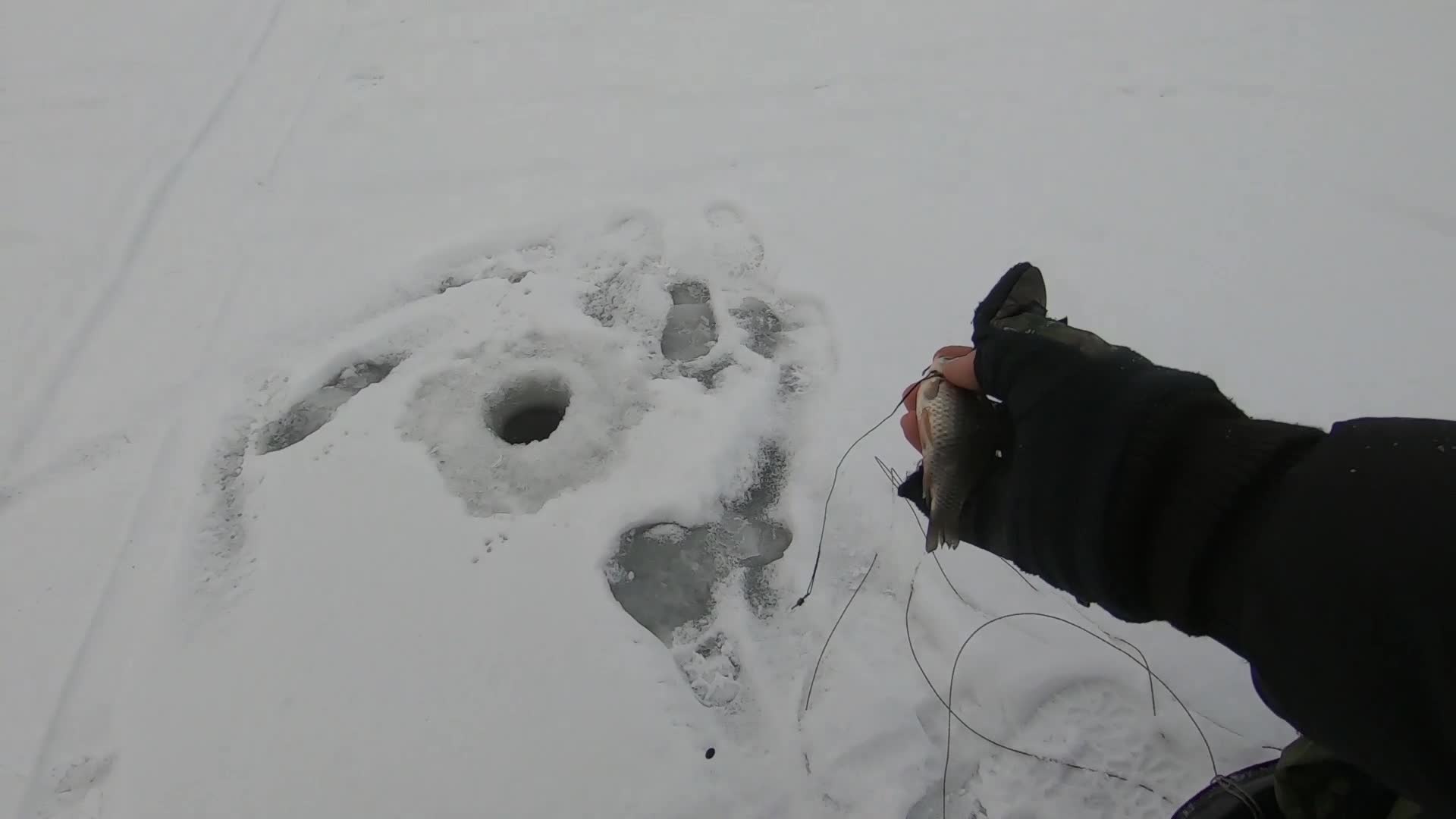 Грамотная ловля форели на жерлицы зимой: от монтажа поставуши до техники ловли