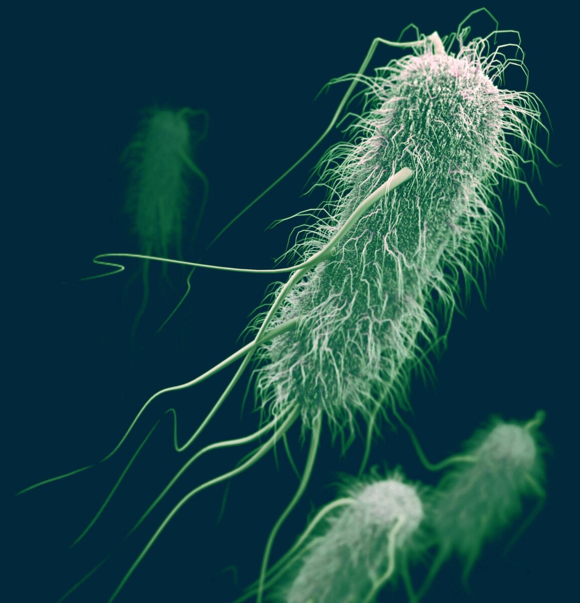 Echerichia coli