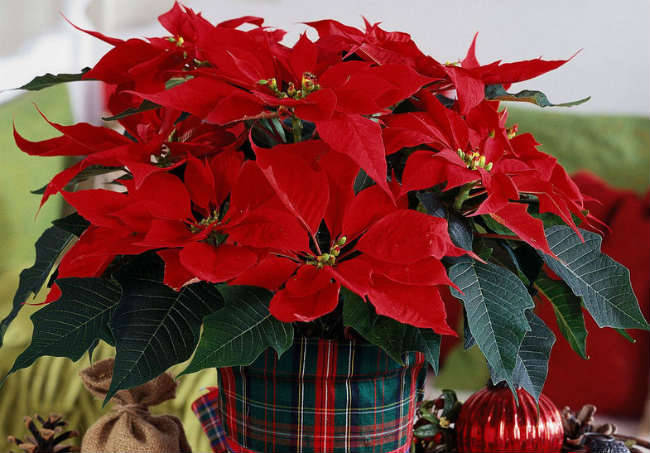 Рождественская звезда