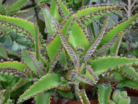 фото: http://proklumbu.com