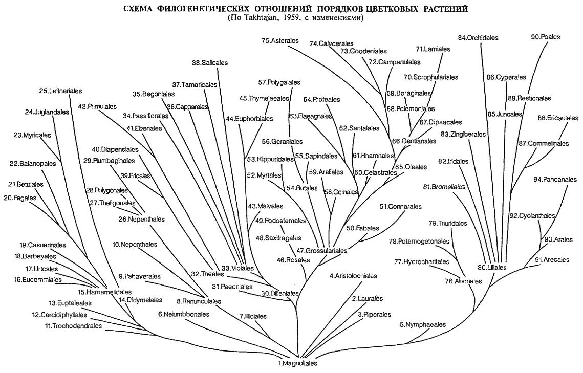 Царства растений классификация схема