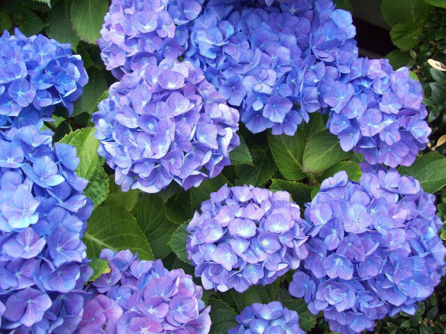 Гортензия голубая лагуна