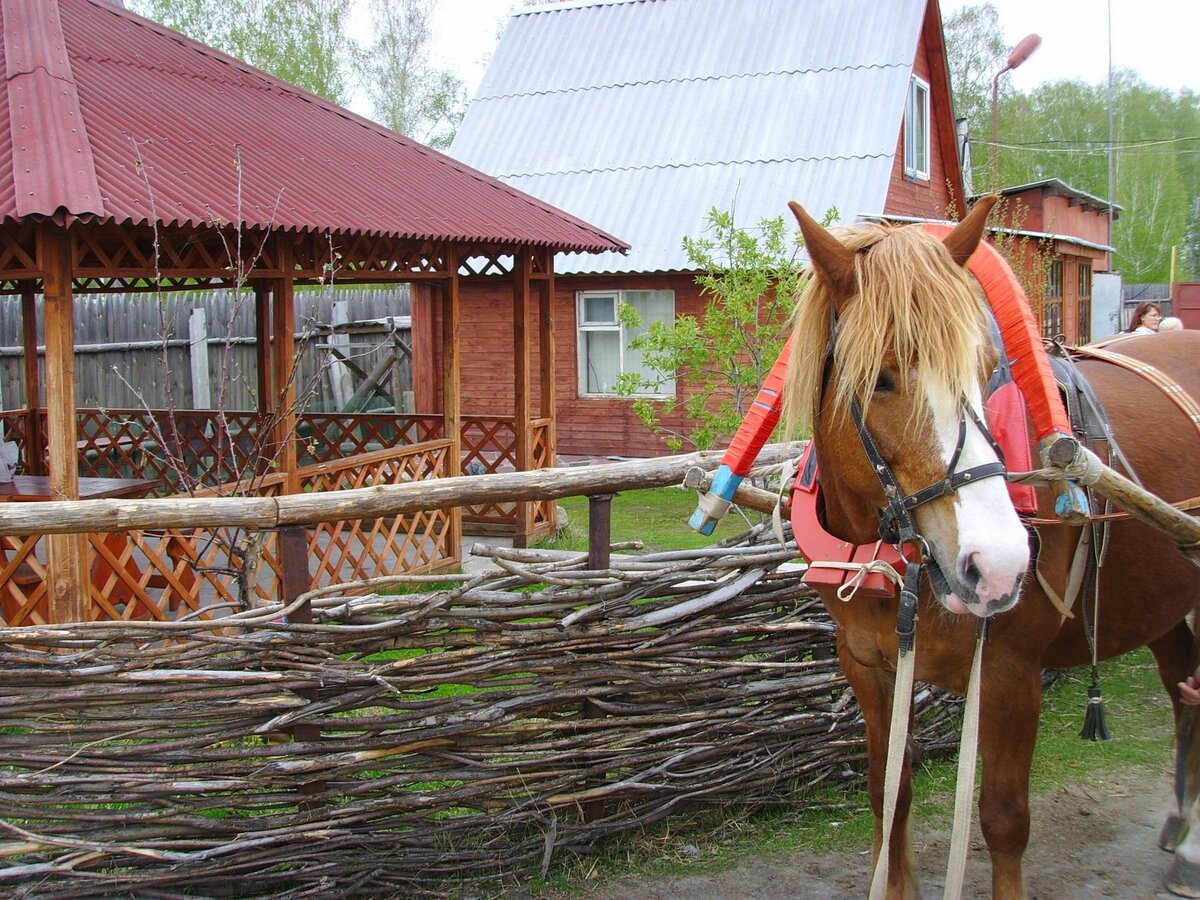 Сельский туризм на Алтае