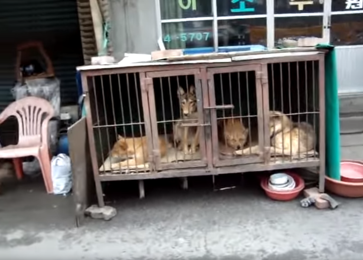 В таких клетках содержались животные перед казнью