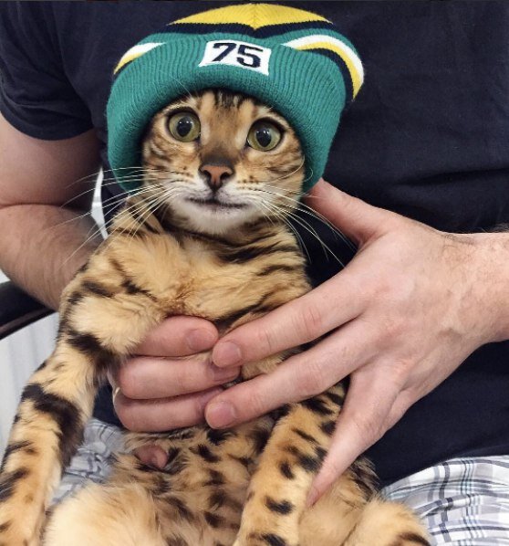 Источник: https://vk.com/angelbengal