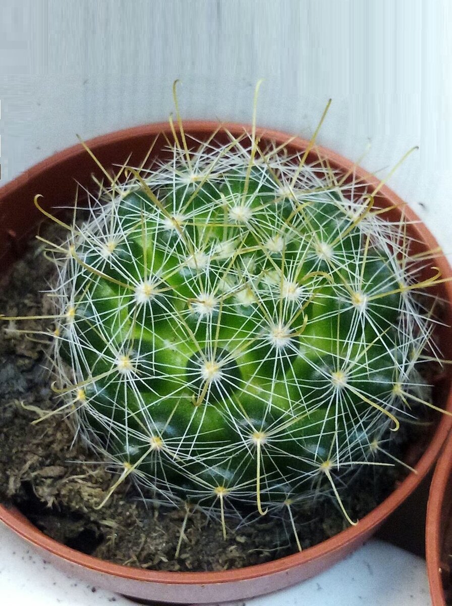 Каким он должен быть на самом деле