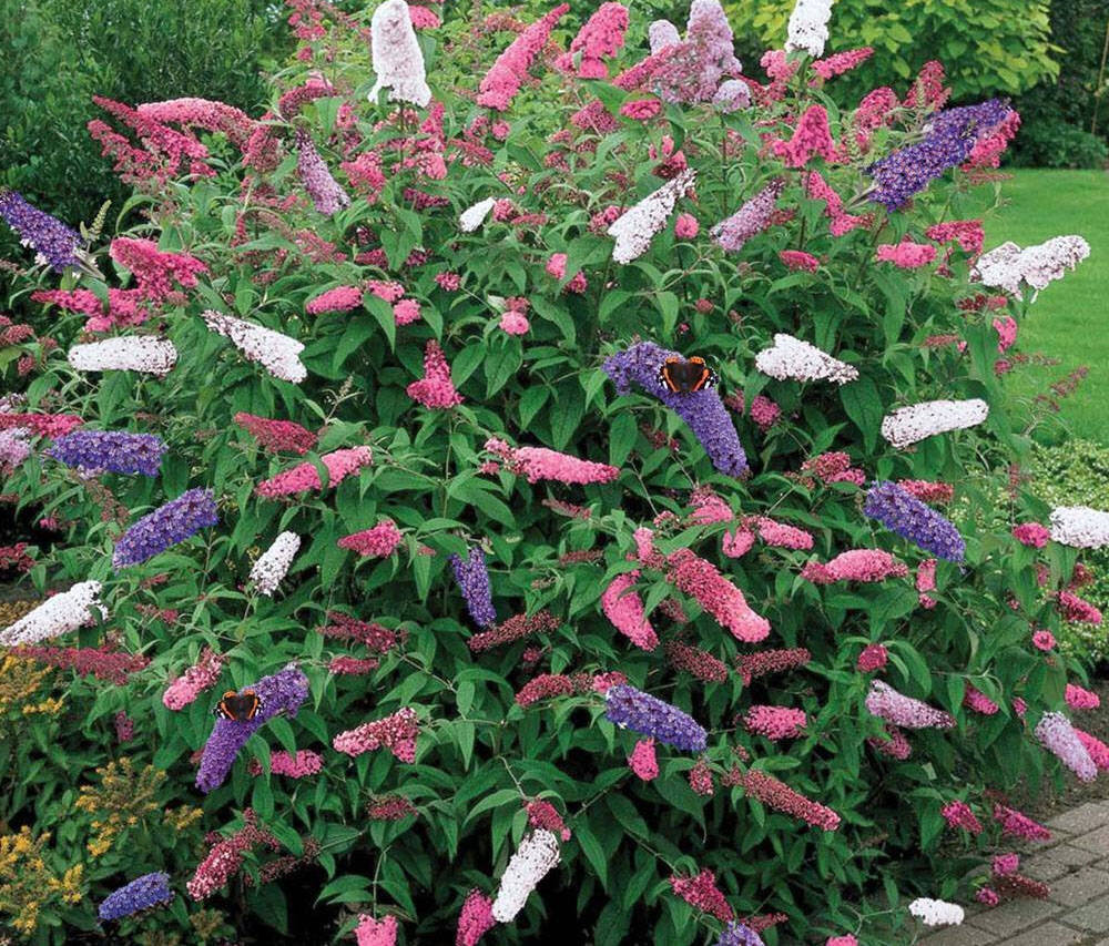 Pugster Amethyst Butterfly Bush Buddleia