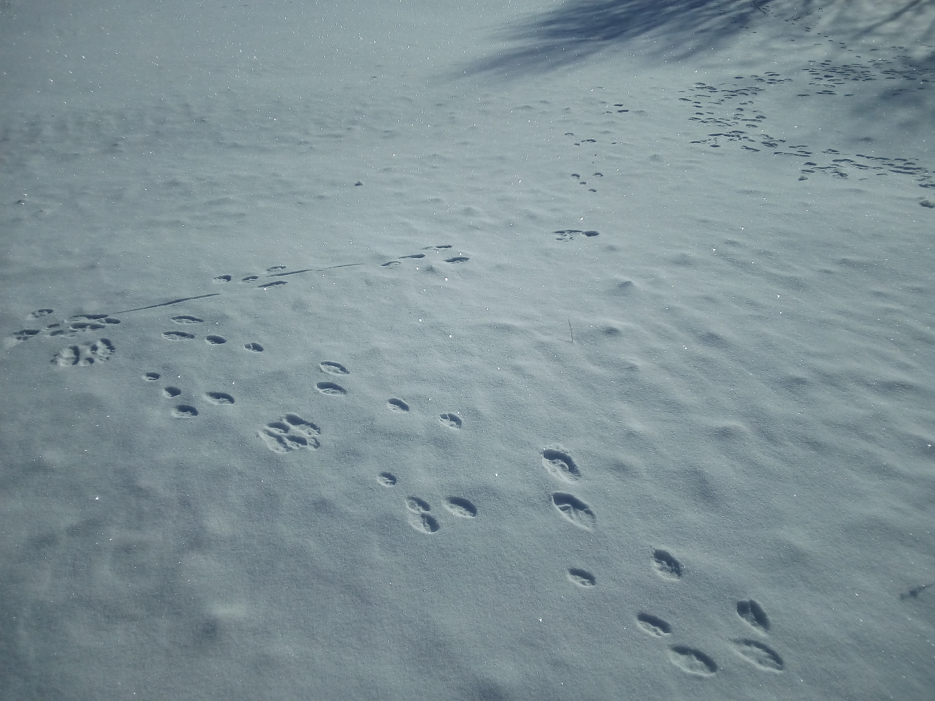 Следы Волков на снегу