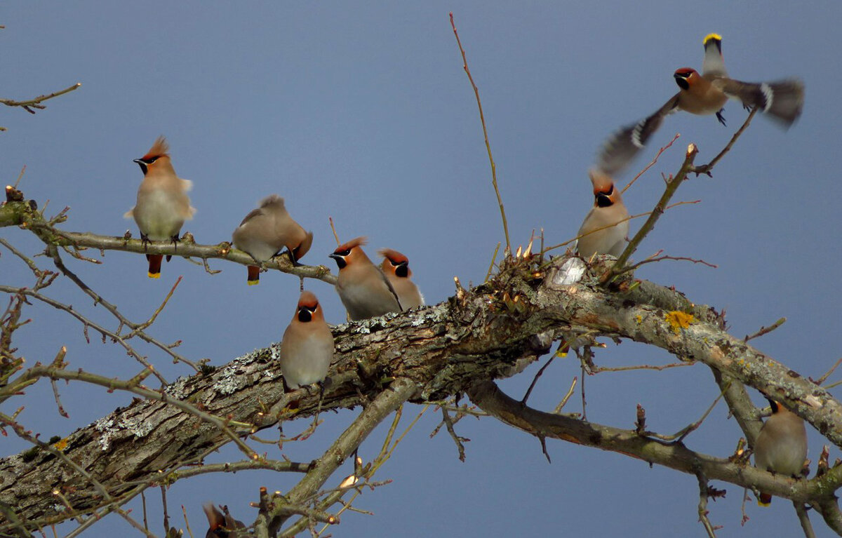 Стая свиристелей в Петергофе. Фото автора.