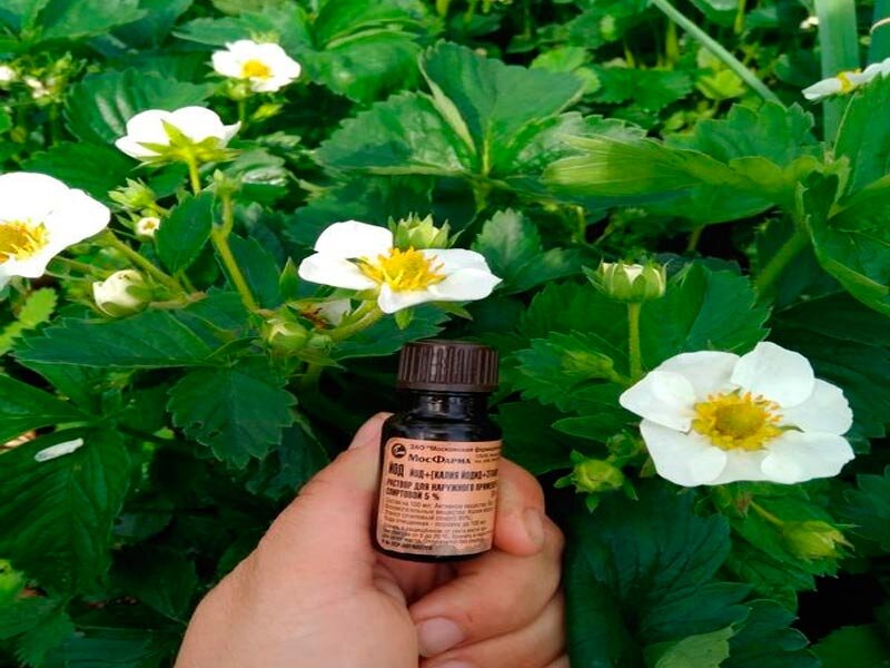 фото: vseprodachu.ru/ сад дача огород участок йод садовод растения удобрения урожай