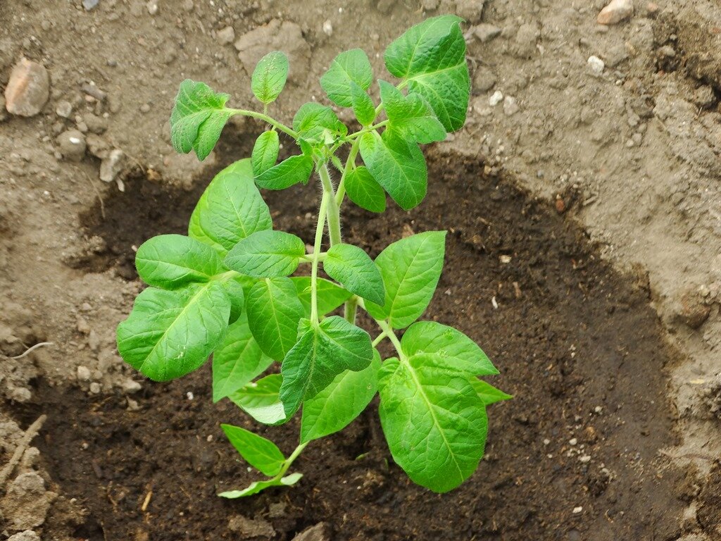 Помидоры в открытом грунте