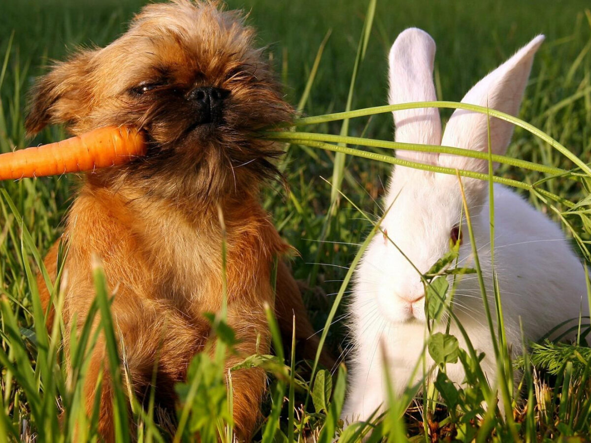 Зачем собака есть траву. Пес ест траву. Собака ест траву. Собака травка. Какую траву едят собаки.
