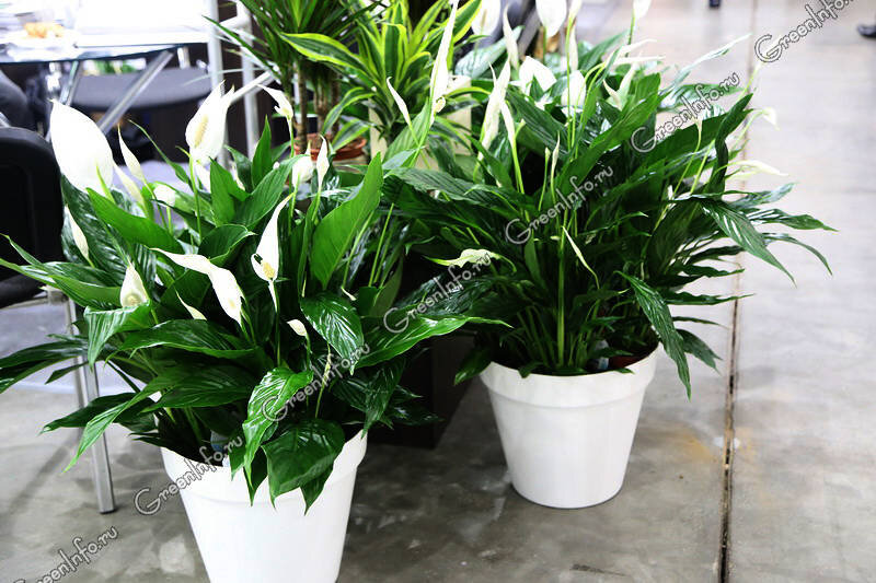 Спатифиллум обильноцветущий (Spathiphyllum floribundum)