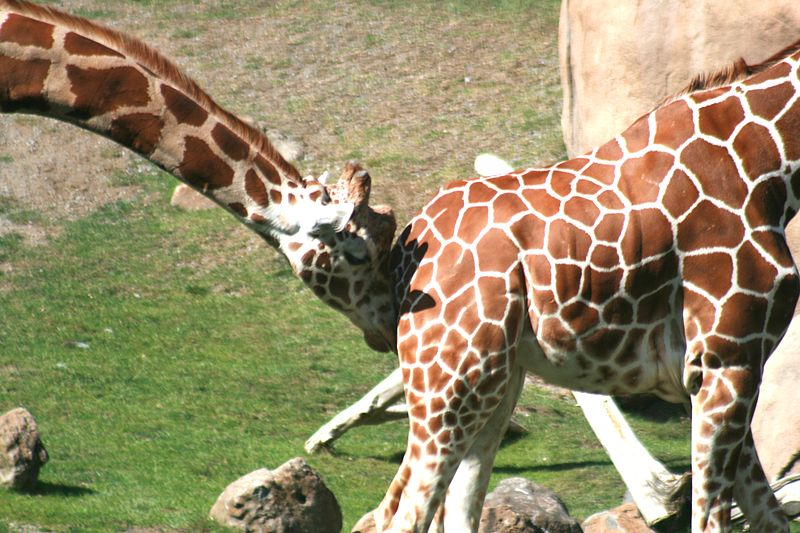 фото: https://commons.wikimedia.org/wiki/File:Giraffes_in_zoo.jpg
