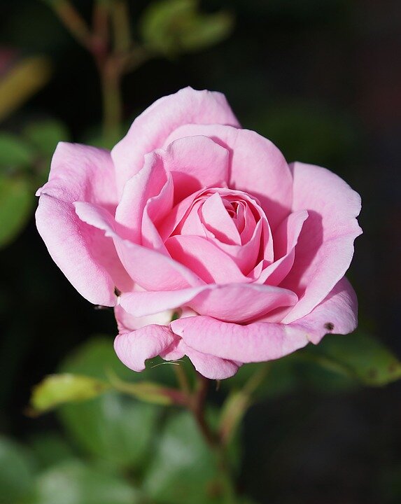 https://pixabay.com/ru/photos/роуз-цвести-розы-цвести-розовый-358650/