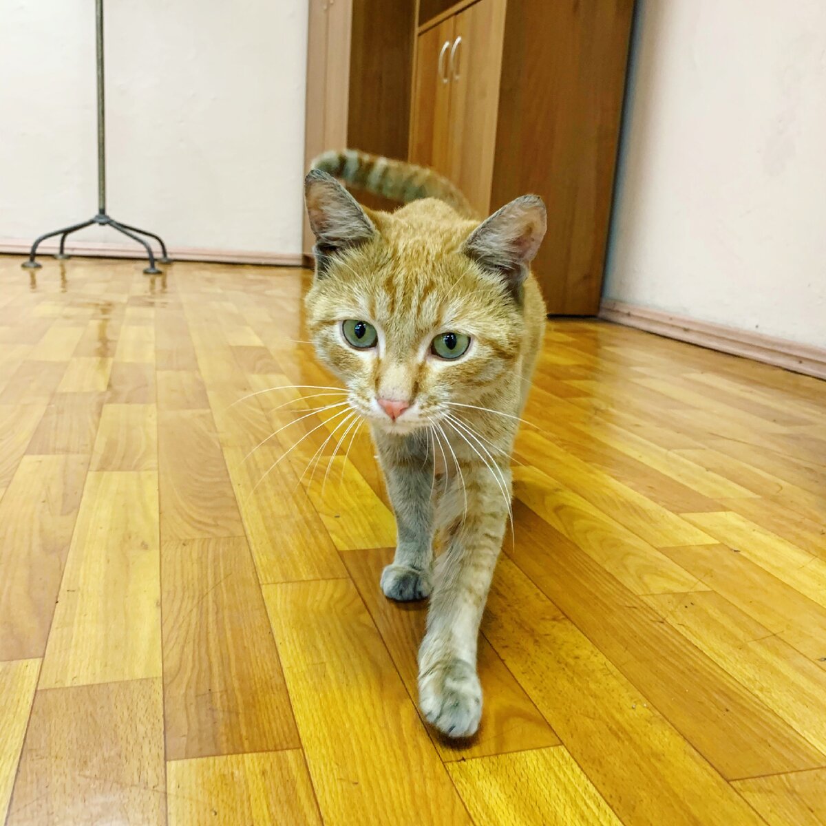 Котик, которого подкармливаю на работе