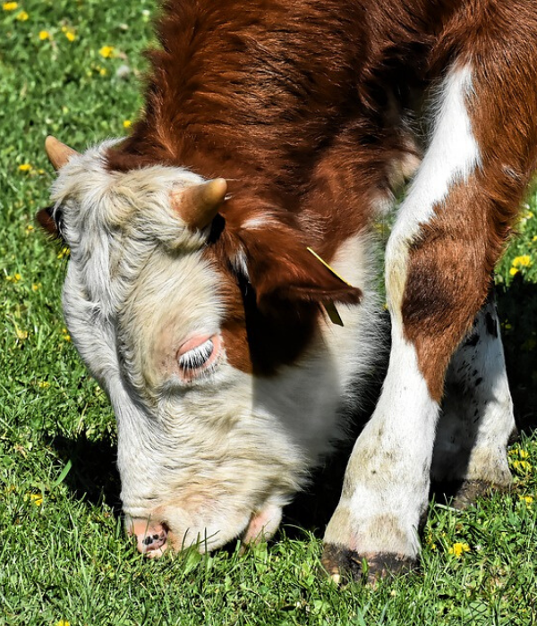 https://cdn.pixabay.com/photo/2019/08/22/16/42/cow-4423908_960_720.jpg