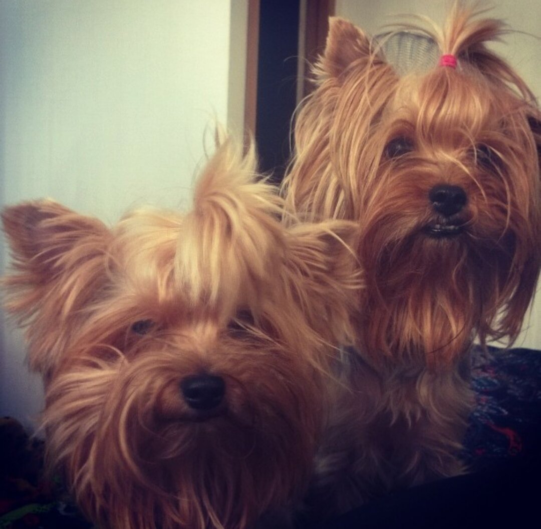 Что-что, а вот прически у них всё равно всегда свои, какие бы я не делала, все будут доведены до "совершенства"! 