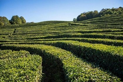 Чайная плантация под Дагомысом