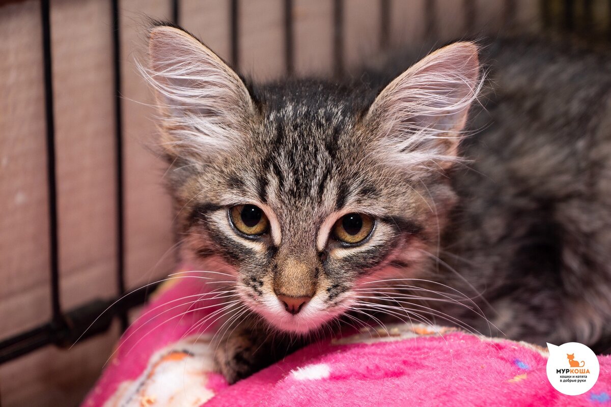 Приют для кошек. Приют котик химки. Котята в приюте москва. Кошачий приют. Коты в приюте.