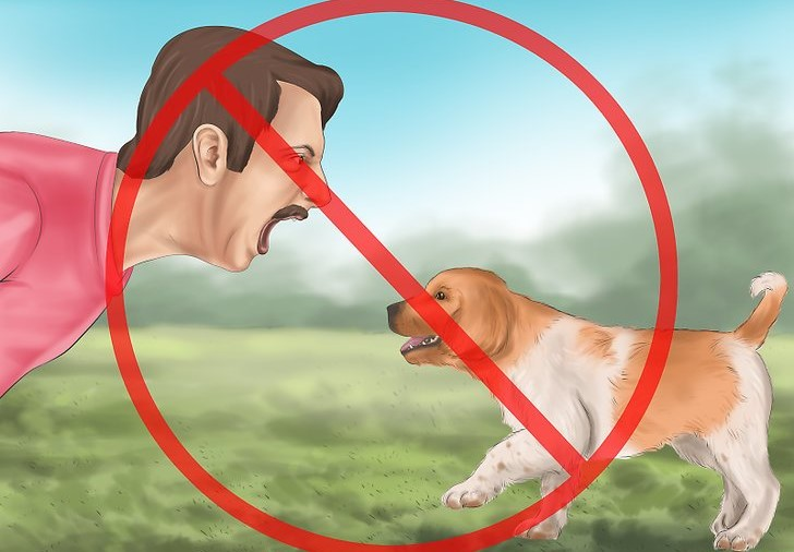 Никогда не кричите на собаку!